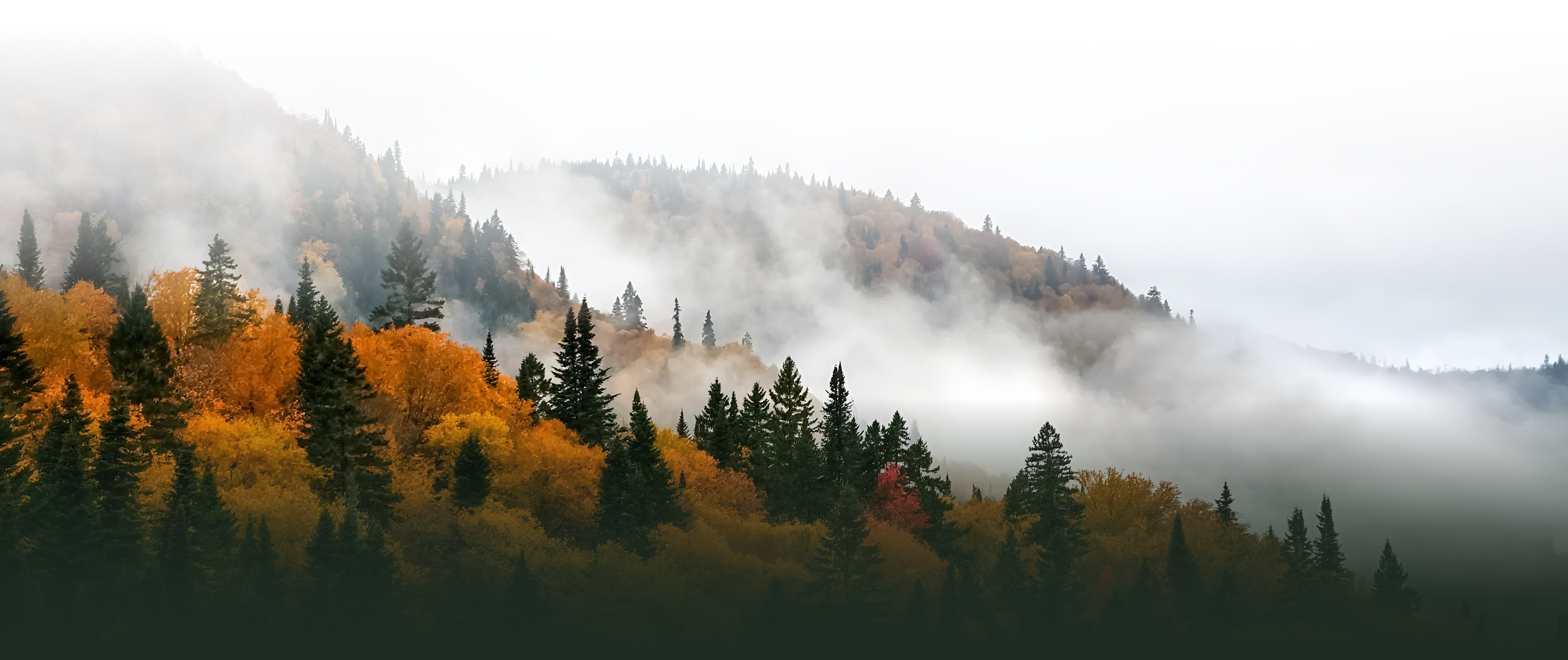 Autumn landscape with fog and trees
